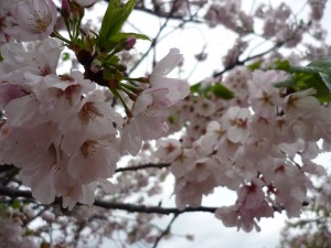 八重桜①