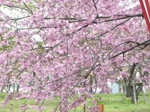 ピンクの八重桜