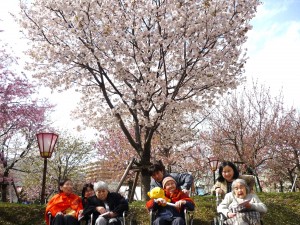 見事な桜の前で記念撮影