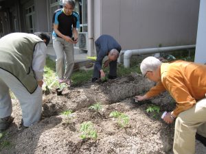 今年も鈴なりトマトを栽培します